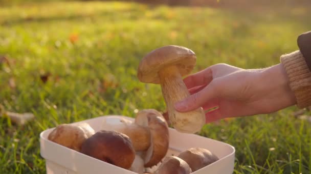 秋林成熟的香菇 采摘成熟的野香菇特写 — 图库视频影像
