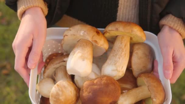 Recolector Hongos Sostiene Una Cesta Hongos Boletus Recogidos Bosque Una — Vídeo de stock