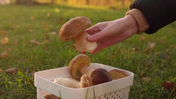 秋天的傍晚 在阳光灿烂的草坪上 一只蘑菇采摘者手里拿着一个大的蘑菇 放在一个蘑菇篮子的后面 — 图库视频影像