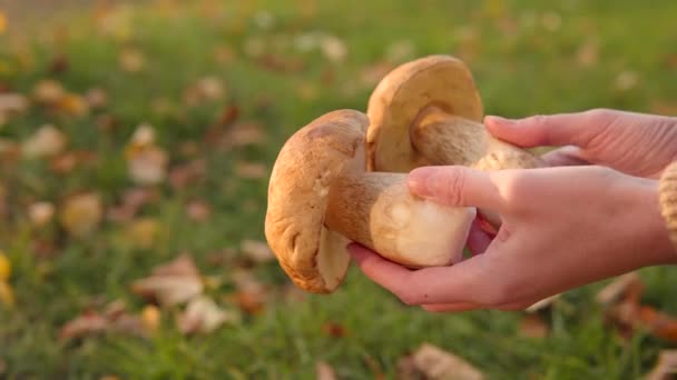 Raccoglitore Funghi Mostra Funghi Porcini Selvatici Sfondo Erba Verde Raccolta — Video Stock