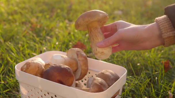 一只手从一个阳光灿烂的草坪的后面 从一个白色的篮子里拿出一只大蘑菇 — 图库视频影像