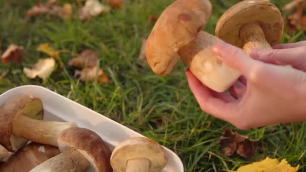 Sopp Plukker Viser Vakre Boletus Sopper Bakgrunn Solrik Høst Eng – stockvideo