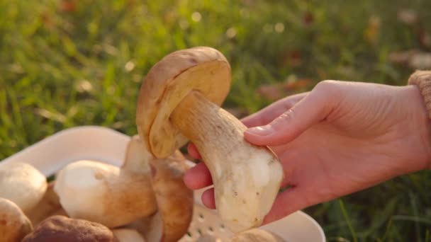 美丽的蒲公英或成熟的香菇在采摘者手中近距离拍摄 秋天的森林 黄昏的阳光 — 图库视频影像