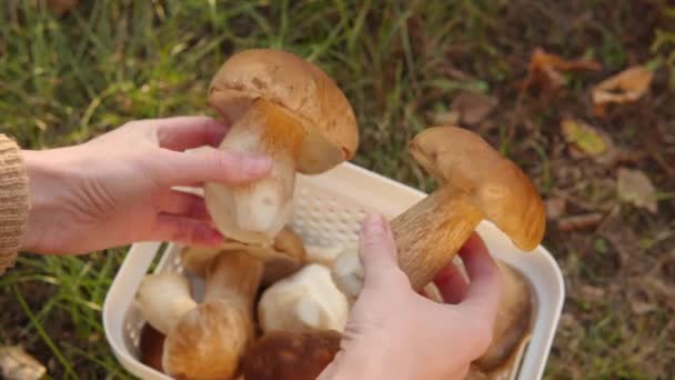 蘑菇收藏家手里拿着两个成熟的香菇 在阳光明媚的秋天草坪上 与野菇一起倒立在篮子上 秋天收集森林中的蘑菇 — 图库视频影像