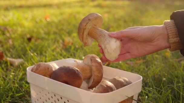 Una Mujer Saca Hongo Boletus Grande Una Canasta Blanca Fondo — Vídeo de stock