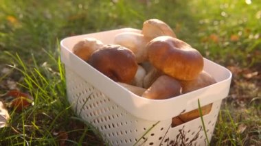 Bir demet olgun boletus, sepetteki vahşi orman mantarları. Ormanda sonbahar mantar koleksiyonu.