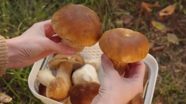 一个女人展示了新鲜切碎的开胃蘑菇 秋天收集森林中的蘑菇 — 图库视频影像