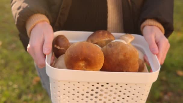 Primer Plano Una Cesta Con Hongos Porcini Las Manos Recolector — Vídeo de stock