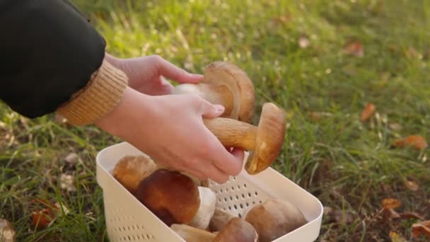 这个女人手里拿着新鲜切好的蘑菇 美味的菠菜或波西尼 秋季采集的蘑菇 — 图库视频影像