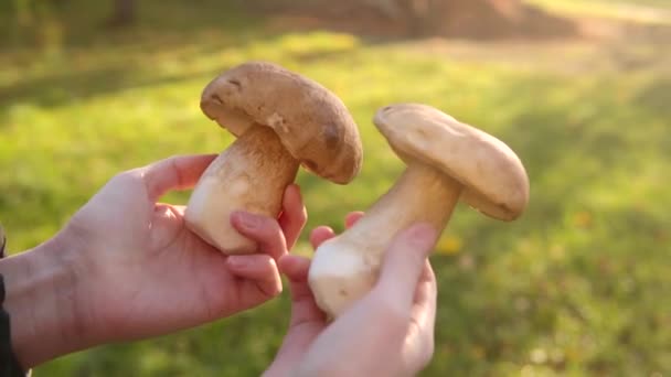 Wild Porcini Mushrooms Hands Picker Close Background Green Grass Autumn — Stock Video