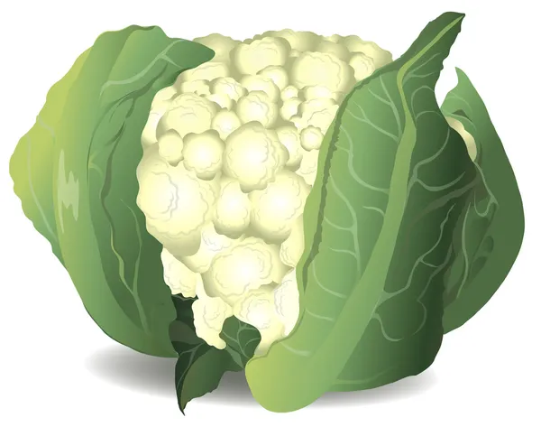 Cauliflower. Vector illustration. — Stock Vector