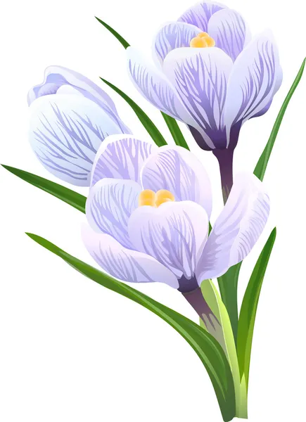 Des crocus aux fleurs. Illustration vectorielle . — Image vectorielle