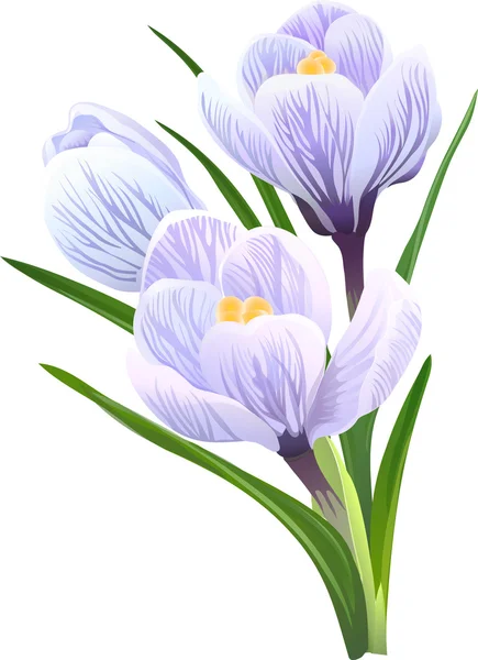 Bloemen Krokussen. vectorillustratie. — Stockvector