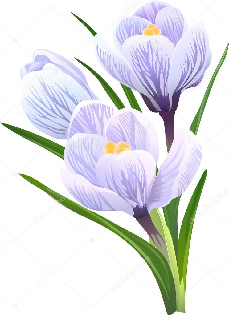 Flowers crocuses. Vector illustration.