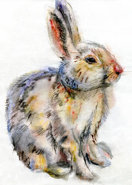 Beautiful watercolor rabbit — Stock Photo, Image