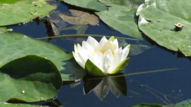 nilüferler ve yusufçuk