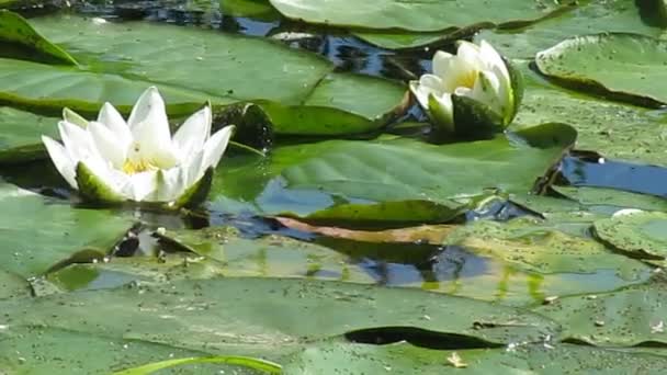 Lirios de agua blanca — Vídeos de Stock