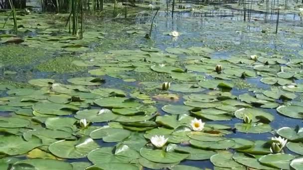 River with white water lilies — Stock Video