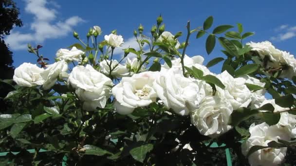 Květiny bílé růže