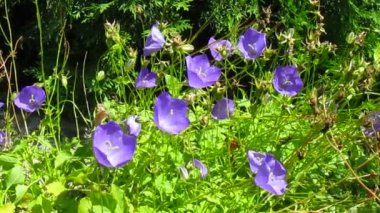 çan çiçeği çiçek ve Rüzgar.