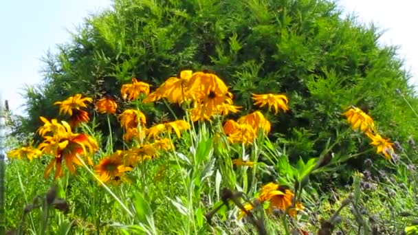 Sunflowers — Stock Video