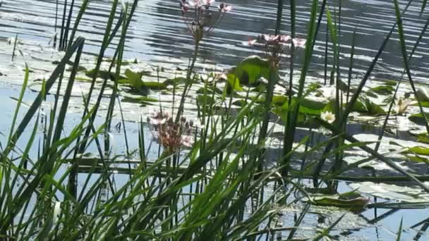 Water flowers — Stock Video