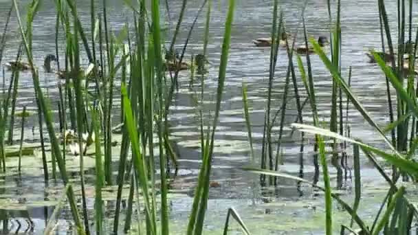 Los patos flotan — Vídeo de stock