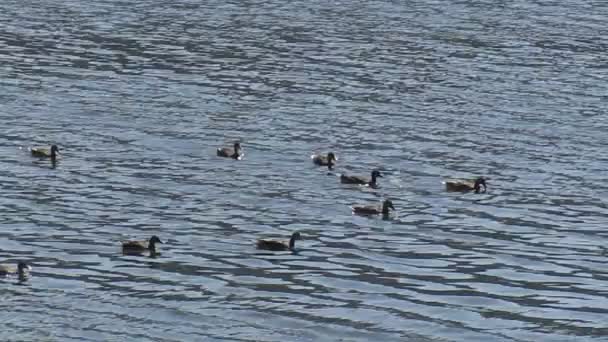 Les canards flottent — Video