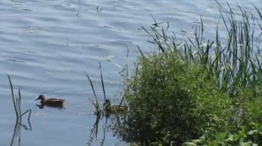 iki ördek ve nehir