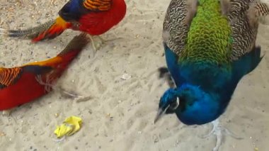 Tavus kuşu ve sülün