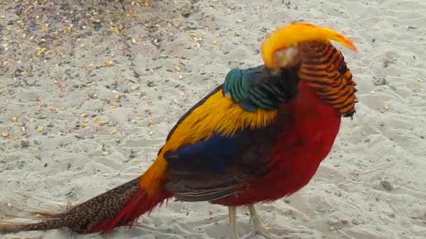Golden pheasant tousled — Stock Video