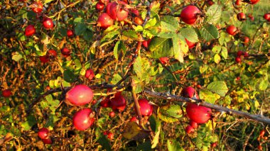 Kırmızı oklar yenilebilir