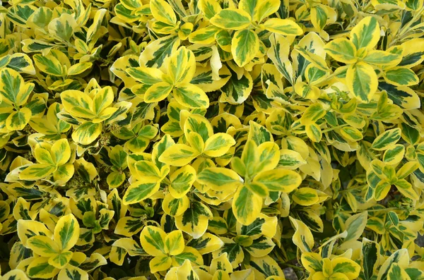 Emeralďs gold ,yellow and green leaves — Stock Photo, Image