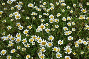 Ot chamaemelum nobile