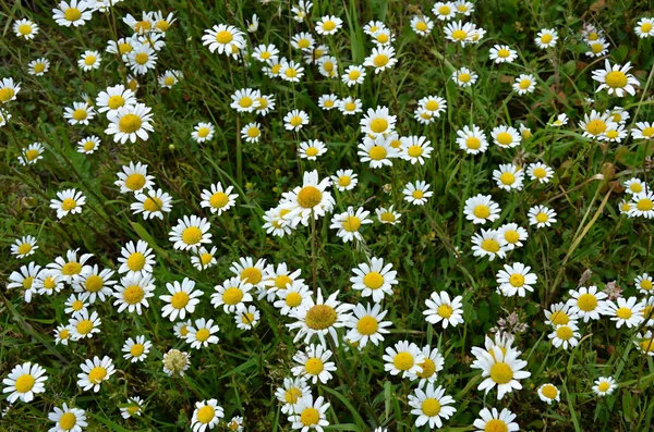 Ot chamaemelum nobile