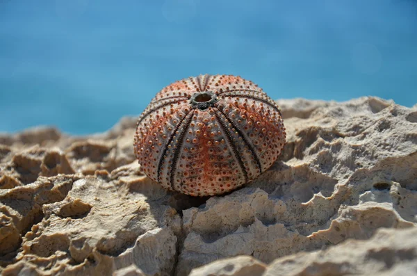 Sea urchin na skale w Chorwacji — Zdjęcie stockowe