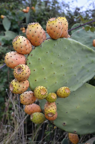 Prickly Pear Cactus — Stockfoto