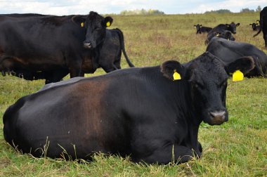siyah inek aberdeen - angus sürüsü