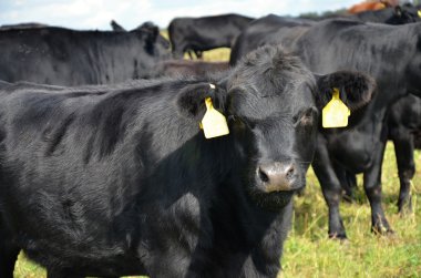 Black cow Aberdeen - Angus clipart