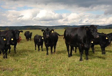 siyah inek aberdeen - angus sürüsü