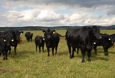 Black cow Aberdeen - Angus herd clipart