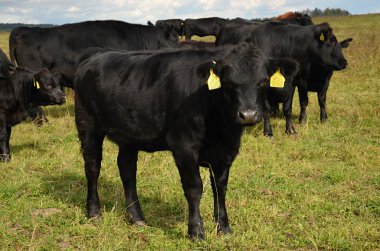 inek aberdeen angus sığır siyah