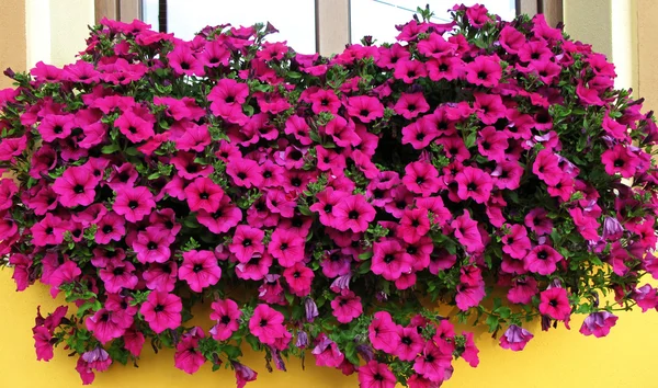 Petunya Pembe çiçek