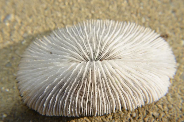 White sea coral — Stock Photo, Image