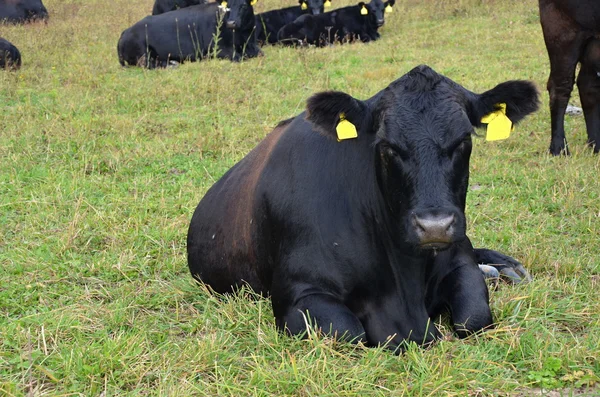 Schwarze Kuh aberdeen - angus — Stockfoto