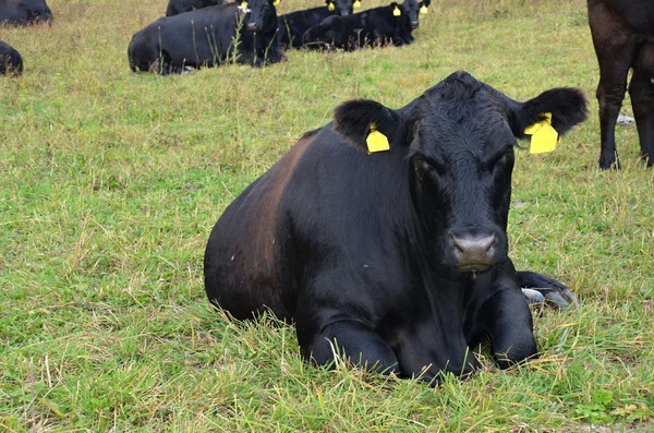 Siyah inek aberdeen - angus — Stok fotoğraf