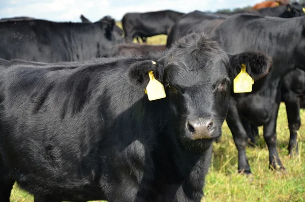 Vacca nera Aberdeen - Angus — Foto Stock