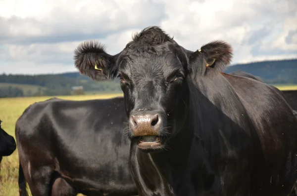 siyah inek aberdeen - angus