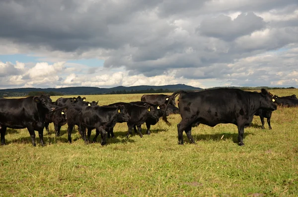 Un troupeau de vaches noires Aberdeen-Angus — Photo