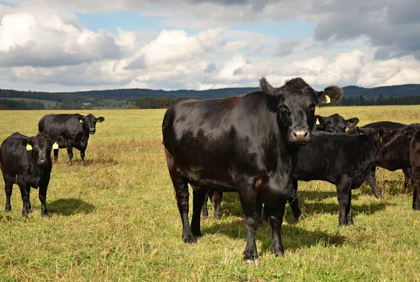 Vache noire Aberdeen - Angus — Photo